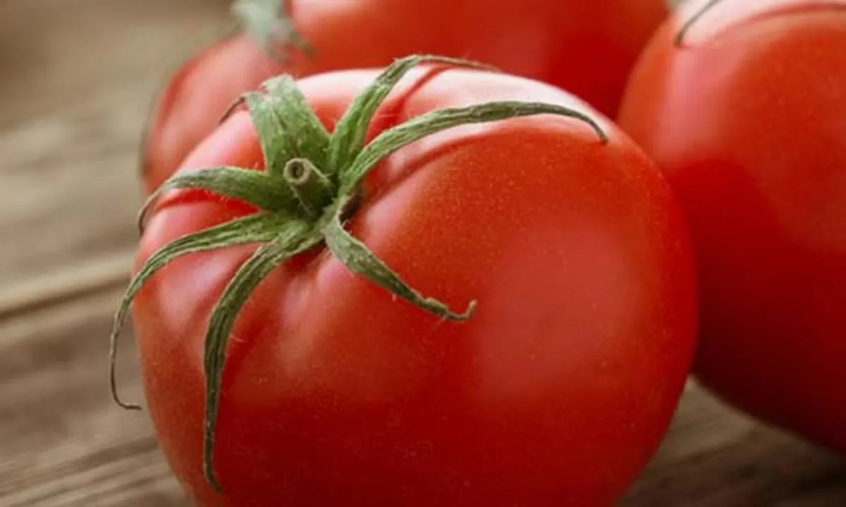 تاریخچه گوجه فرنگی