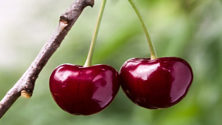 نحوه انتخاب میوه تازه گیلاس